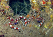 Banded Coral Shrimp (Stenopus Hispidus) - Reef Exclusive MA LLC