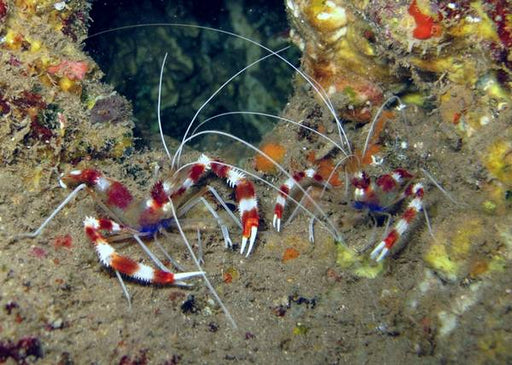 Banded Coral Shrimp (Stenopus Hispidus) - Reef Exclusive MA LLC