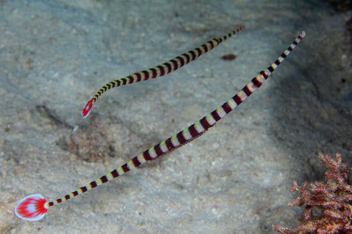 Banded Pipefish (Dunckerocampus Dactyliophorus) - Reef Exclusive MA LLC