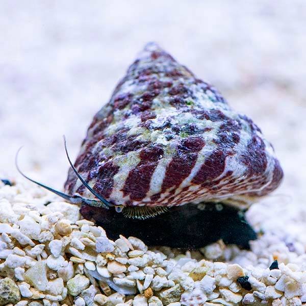 Banded Trochus Snail (Trochus sp.) - Reef Exclusive MA LLC