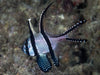 Banggai Cardinalfish (Pterapogon Kauderni) - Reef Exclusive MA LLC