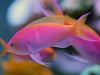 Bartlett's Anthias (Pseudanthias Bartlettorum) Female - Reef Exclusive MA LLC