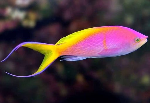 Bartlett's Anthias (Pseudanthias Bartlettorum) Male - Reef Exclusive MA LLC