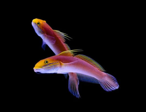 Bella Goby (Valencienna Bella) - Reef Exclusive MA LLC