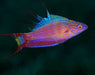 Bell's Flasher Wrasse (Paracheilinus Bellae) Male - Reef Exclusive MA LLC