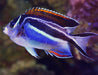 Bellus Angel (Genicanthus Bellus) Female - Reef Exclusive MA LLC