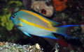 Bellus Angel (Genicanthus Bellus) Male - Reef Exclusive MA LLC