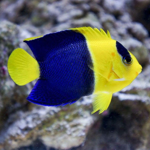 Bicolor Angelfish (Centropyge Bicolor) - Reef Exclusive MA LLC