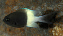 Bicolor Chromis Damsel (Chromis Margaritifer) - Reef Exclusive MA LLC