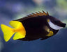 Bicolor Foxface (Siganus Uspi) - Reef Exclusive MA LLC