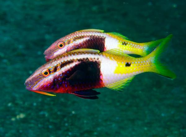 Bicolor Goatfish (Parupeneus Barberinoides) - Reef Exclusive MA LLC