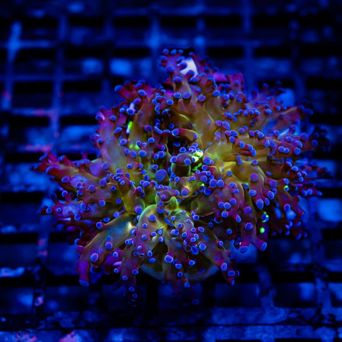 Bicolor Octo Frogspawn - Reef Exclusive MA LLC