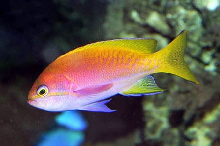 Bimaculatus Anthias (Pseudanthias Bimaculatus) Female - Reef Exclusive MA LLC