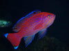 Bimaculatus Anthias (Pseudanthias Bimaculatus) Male - Reef Exclusive MA LLC