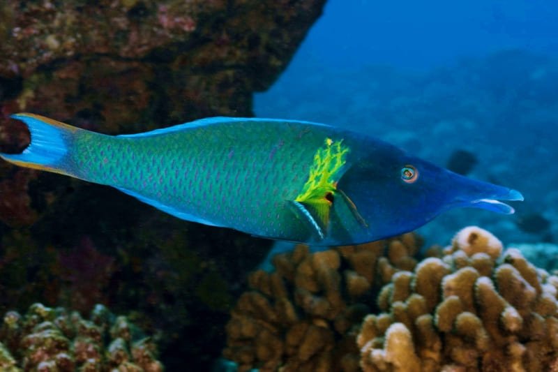 Bird Wrasse (Gomphosus Varius) Male - Reef Exclusive MA LLC