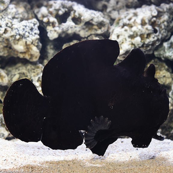 Black Angler (Antennarius Commerson) - Reef Exclusive MA LLC