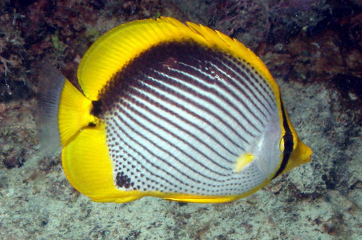 Black Back Butterflyfish (Chaetodon Melannotus) - Reef Exclusive MA LLC