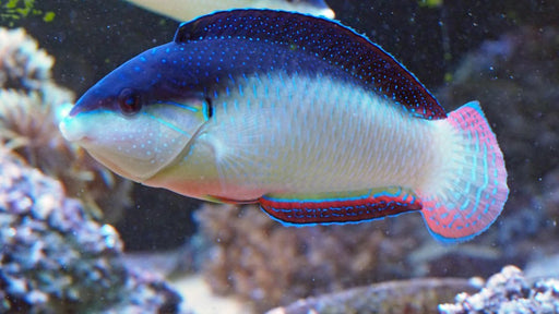 Black - backed Wrasse (Anampses Neoguinaicus) - Reef Exclusive MA LLC