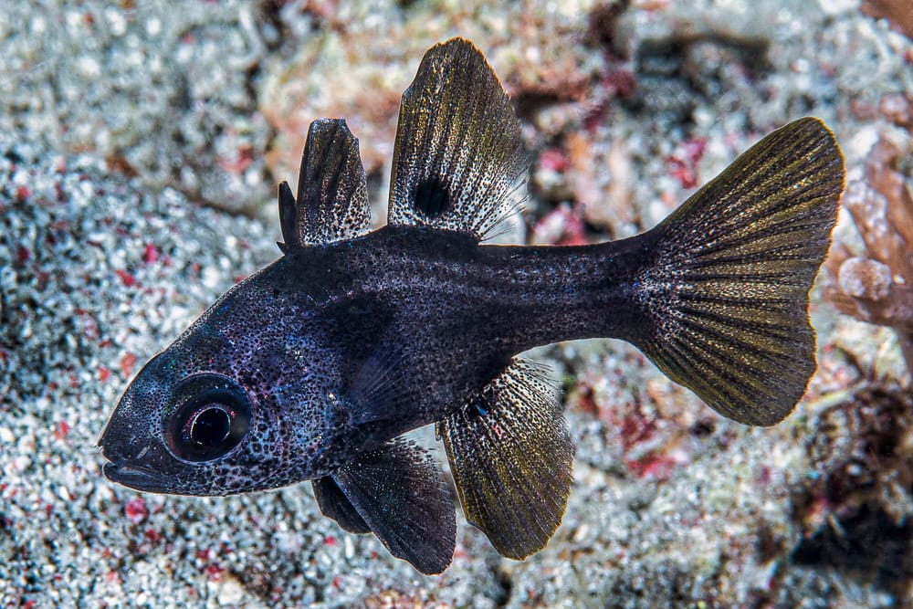 Black Cardinalfish (Apogonichthyoides Melas) - Reef Exclusive MA LLC