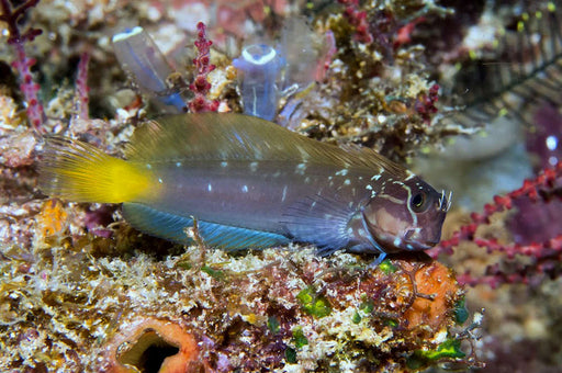 Black Combtooth Blenny (Ecsenius Namiyei) - Reef Exclusive MA LLC