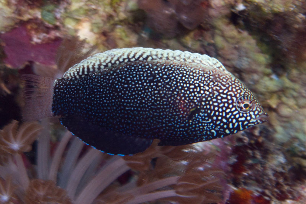 Black Leopard Wrasse (Macropharyngodon Negrosensis) - Reef Exclusive MA LLC