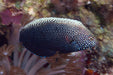 Black Leopard Wrasse (Macropharyngodon Negrosensis) - Reef Exclusive MA LLC