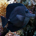 Black Longnose Tang (Zebrasoma Rostratum) - Reef Exclusive MA LLC