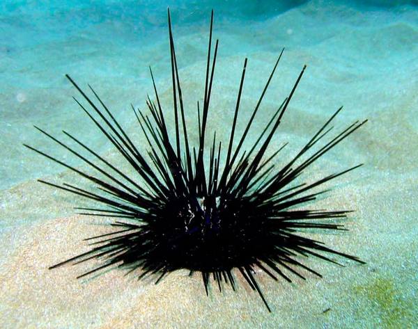 Black Longspine Urchin (Diadema Setosum) - Reef Exclusive MA LLC