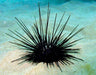 Black Longspine Urchin (Diadema Setosum) - Reef Exclusive MA LLC