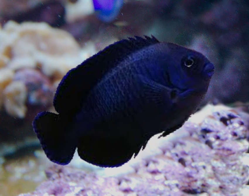 Black Nox Angelfish (Centropyge Nox) - Reef Exclusive MA LLC