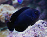 Black Nox Angelfish (Centropyge Nox) - Reef Exclusive MA LLC