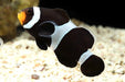 Black Percula Clownfish (Amphiprion Percula) - Reef Exclusive MA LLC