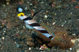 Black Ray Goby (Stonogobiops Nematodes) - Reef Exclusive MA LLC