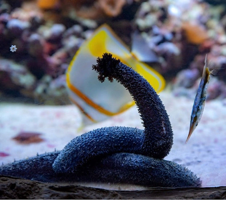 Black Sea Cucumber (Holothuria Atra) - Reef Exclusive MA LLC