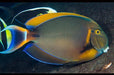 Black Spot Tang (Acanthurus Bariene) - Reef Exclusive MA LLC