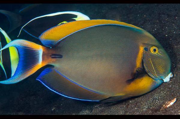 Black Spot Tang (Acanthurus Bariene) - Reef Exclusive MA LLC