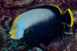 Black Velvet Angelfish (Chaetodontoplus Melanosoma) - Reef Exclusive MA LLC