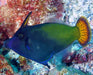 Blackbar Filefish (Pervagor Janthinosoma) - Reef Exclusive MA LLC