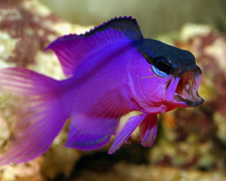 Blackcap Basslet (Gramma Melacara) - Reef Exclusive MA LLC