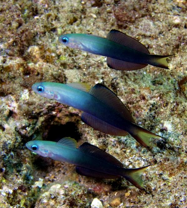 Blackfin Dartfish (Ptereleotris Evides) - Reef Exclusive MA LLC