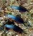 Blackfin Dartfish (Ptereleotris Evides) - Reef Exclusive MA LLC