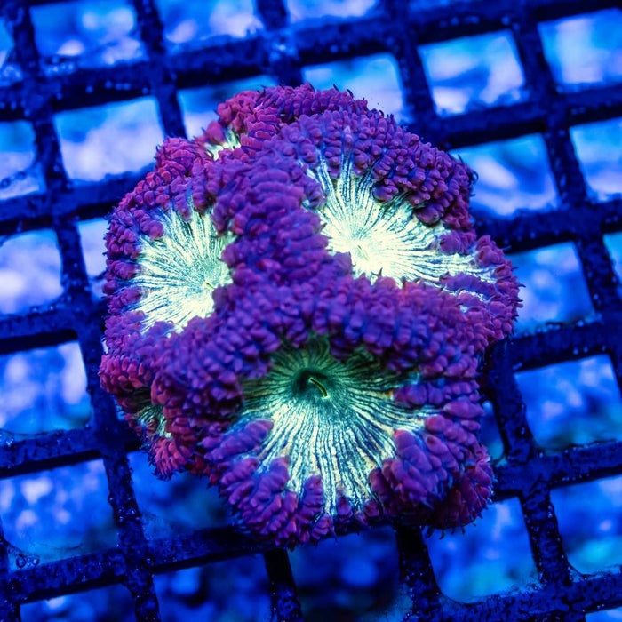 Blasto Garden deep blue/green - Reef Exclusive MA LLC