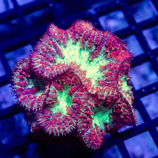 Blastomussa rare garden - Reef Exclusive MA LLC