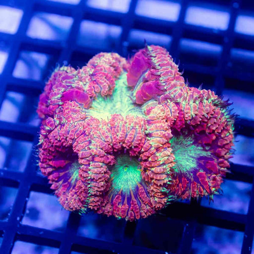 Blastomussa rare garden - Reef Exclusive MA LLC