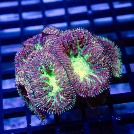 Blastomussa ultra grade - Reef Exclusive MA LLC