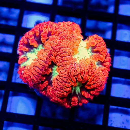 Blastomussa ultra grade red/toxic green - Reef Exclusive MA LLC