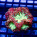 Blastomussa ultra grade red/toxic green 4 polyps - Reef Exclusive MA LLC