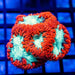 Blastomussa ultra grade red/toxic green 4 polyps - Reef Exclusive MA LLC