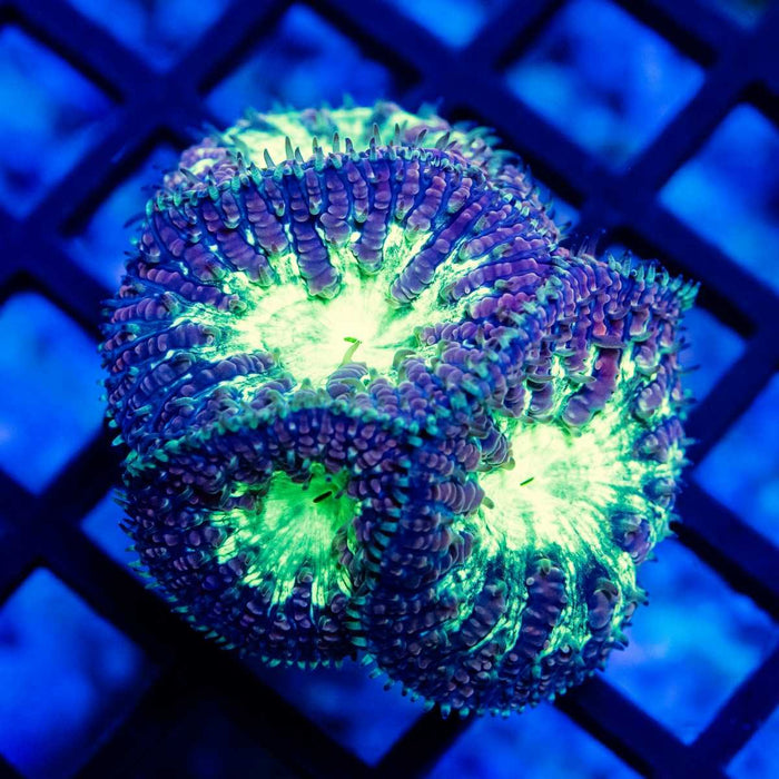 Blastomussa unique blue striped garden - Reef Exclusive MA LLC