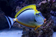 Blonde Naso Tang (Naso elegans) - Reef Exclusive MA LLC